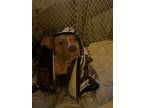 Adopt Nala a Tan/Yellow/Fawn - with White American Pit Bull Terrier / Mixed dog