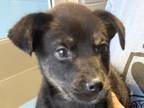 Adopt Pepe a Black Mixed Breed (Medium) / Mixed dog in Georgetown, TX (41145361)