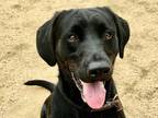 Adopt Alfred a Black Mixed Breed (Large) / Mixed dog in Georgetown