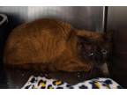 Adopt Reeces a Brown or Chocolate Domestic Shorthair / Domestic Shorthair /