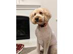 Adopt Django a White Labradoodle / Mixed dog in Rockwall, TX (41242608)