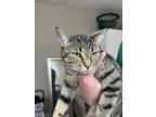 Adopt Turbo a Brown Tabby Domestic Shorthair / Mixed (short coat) cat in Milton