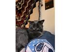 Adopt Florence a Gray or Blue Domestic Longhair / Mixed (long coat) cat in Fort