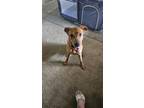 Adopt Loki a Tan/Yellow/Fawn German Shepherd Dog / Coonhound (Unknown Type) /