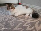 Adopt Fluffy a White (Mostly) Domestic Longhair / Mixed (medium coat) cat in