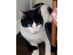 Adopt Suki a Black & White or Tuxedo Domestic Mediumhair (medium coat) cat in