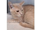 Adopt 655918 a Orange or Red Domestic Shorthair / Mixed Breed (Medium) / Mixed