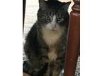 Adopt Linus a Gray or Blue Domestic Longhair / Mixed (medium coat) cat in