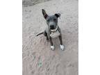 Adopt Koa a Gray/Blue/Silver/Salt & Pepper American Pit Bull Terrier / Mixed dog