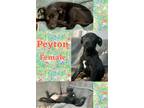 Adopt Peyton a Black - with White Labrador Retriever / Mixed Breed (Small) /