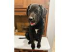 Adopt Dabney in CT a Black - with White Labrador Retriever / Mixed Breed
