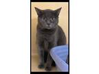 Adopt Maggie a Gray or Blue Domestic Shorthair / Mixed Breed (Medium) / Mixed