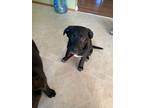 Adopt Penny a Black Mixed Breed (Medium) / Mixed Breed (Medium) / Mixed (short