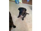 Adopt Penny a Black Mixed Breed (Medium) / Mixed dog in Spruce Grove