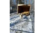 Adopt Elliott a Tan/Yellow/Fawn Anatolian Shepherd / Mixed dog in Spruce Grove