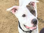 Adopt Star a White Mixed Breed (Medium) / Mixed Breed (Medium) / Mixed (short