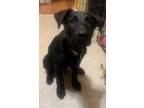 Adopt Benny a Black Mixed Breed (Large) / Mixed dog in Spruce Grove