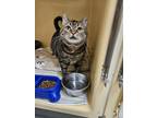 Adopt Pickles 2 a Brown Tabby Domestic Shorthair / Mixed Breed (Medium) / Mixed