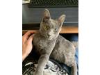 Adopt Salex a Gray or Blue Russian Blue / Mixed (short coat) cat in Rochester