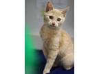Adopt Willard a Cream or Ivory (Mostly) Domestic Shorthair cat in Toledo