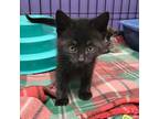 Adopt Adrienne a All Black Domestic Shorthair / Domestic Shorthair / Mixed cat