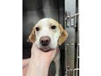 Adopt Arcee a White Mixed Breed (Medium) / Mixed dog in Cincinnati