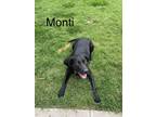 Adopt Monti a Black - with White Catahoula Leopard Dog / American Pit Bull