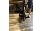 Adopt Lily a Black - with Tan, Yellow or Fawn German Shepherd Dog / Mixed dog in