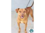 Adopt Zola a Red/Golden/Orange/Chestnut Terrier (Unknown Type