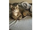 Adopt Lilo a Brown Tabby Tabby / Mixed (short coat) cat in Excelsior Springs
