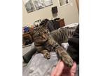 Adopt Stitch a Brown Tabby Tabby / Mixed (short coat) cat in Excelsior Springs