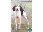 Adopt Marvin a Tricolor (Tan/Brown & Black & White) Hound (Unknown Type) / Mixed