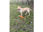 Adopt Winter a Tan/Yellow/Fawn German Shepherd Dog / Mixed dog in Dallas