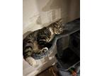 Adopt Smoochie a Gray, Blue or Silver Tabby Tabby / Mixed (medium coat) cat in