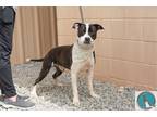 Adopt Happy Gilmore a Black - with White Terrier (Unknown Type
