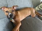 Adopt Scout a Brown/Chocolate - with White Mutt / Mutt / Mixed dog in Akron