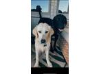 Adopt drew a White Golden Retriever / Mixed dog in Waxahachie, TX (41242229)