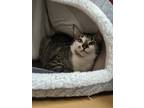 Adopt Misty a White Domestic Shorthair / Mixed Breed (Medium) / Mixed (short