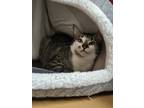 Adopt Misty a White Domestic Shorthair / Domestic Shorthair / Mixed cat in South