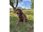 Adopt Blue a Brown/Chocolate Labrador Retriever / Husky / Mixed dog in Wilson