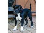 Adopt Buzz a Black - with White Labrador Retriever / Schnauzer (Standard) /