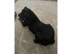 Adopt Mya a Black - with White American Pit Bull Terrier / Mixed dog in