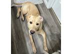 Adopt Scout a Tan/Yellow/Fawn Labrador Retriever / Mixed dog in Woods Cross