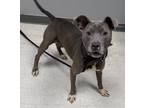 Adopt Sylvia a Brown/Chocolate American Pit Bull Terrier / Mixed Breed (Medium)