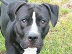 Adopt Gordon a Black Mixed Breed (Medium) / Mixed dog in Georgetown