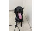 Adopt Storm a Black Mixed Breed (Medium) / Mixed dog in Hamilton, OH (41242043)