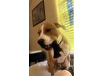 Adopt Tucker a Red/Golden/Orange/Chestnut Mutt / American Pit Bull Terrier /