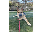 Adopt 84459 Alabama a Tan/Yellow/Fawn German Shepherd Dog / Mixed dog in Spanish