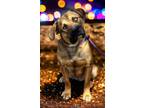 Adopt Rogue a Mixed Breed (Medium) / Mixed dog in Carthage, MO (41241995)
