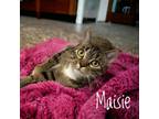 Adopt Maisie a American Shorthair / Mixed (short coat) cat in Carthage